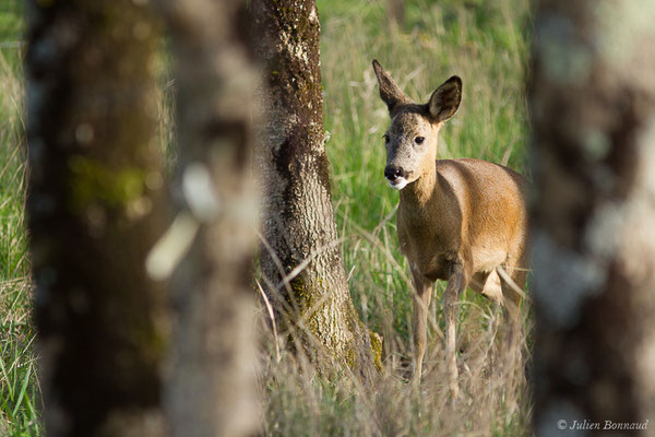 Chevreuil européen – Capreolus capreolus (Linnaeus, 1758), (Braud-et-Saint-Louis (33), le 06/03/2018)