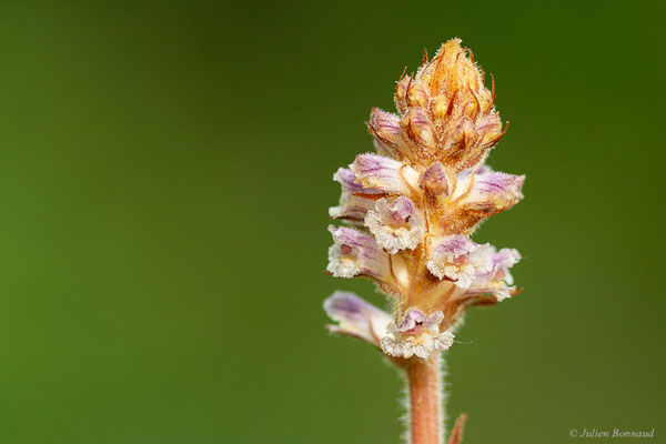 Orobanche à petites fleurs — Orobanche minor Sm., 1797, (Saint-Médard-D'Eyrans (33), France, le 24/05/2022)