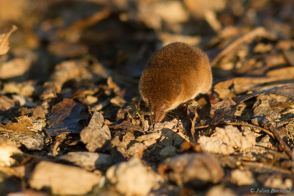 Musaraigne pygmée — Sorex minutus Linnaeus, 1766