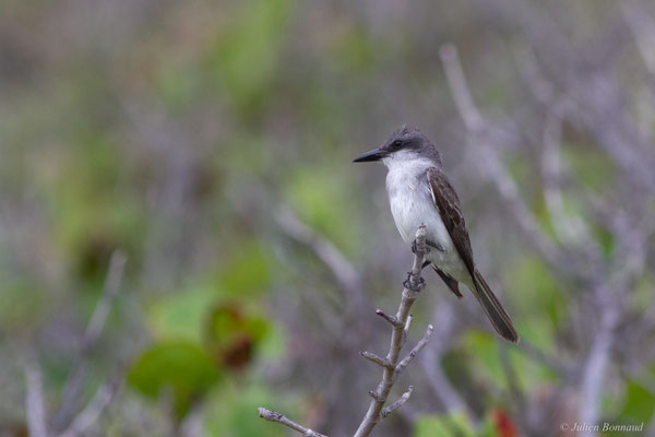 Tyran gris — Tyrannus dominicensis vorax Vieillot, 1819