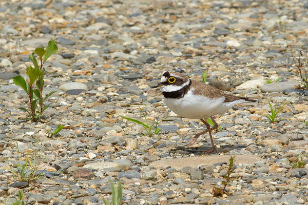 Petit Gravelot — Charadrius dubius Scopoli, 1786, (Vic-en-Bigorre (65), France, le 23/05/2024)