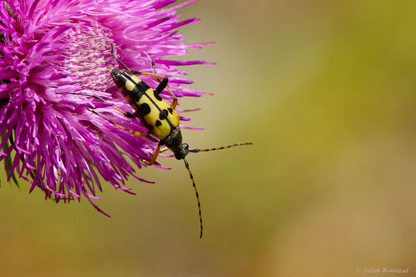 Lepture tacheté – Rutpela maculata (Poda, 1761), (Fort du Portalet, Etsaut (64), France, le 13/06/2022)