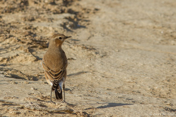 Traquet motteux — Oenanthe oenanthe (Linnaeus, 1758), (Bardenas Real, Tudela (Aragon), Espagne, le 30/09/2021)