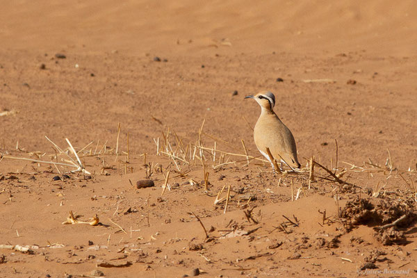 Courvite isabelle — Cursorius cursor (Latham, 1787), (Parc national d'Iriqui (Souss-Massa-Draâ, Guelmim-Es Semara), Maroc, le 12/02/2023)