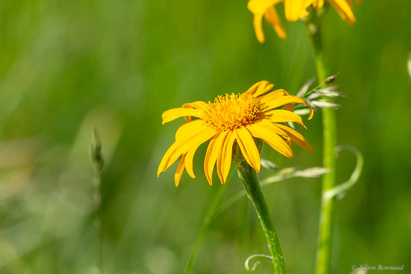 Séneçon doronic — Senecio doronicum (L.) L., 1759, (Col de Puymorens, Porté-Puymorens (66), le 10/07/2023)