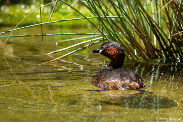 Grèbe castagneux — Tachybaptus ruficollis (Pallas, 1764), (adulte sur son nid) (adulte en plumage nuptial) (Parc animalier des Pyrénées, Argelès-Gazost (65), France, le 19/07/2020)