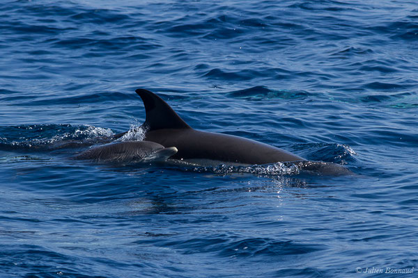 Dauphin commun, Dauphin commun à bec court ou Dauphin commun à bec long – Delphinus delphis Linnaeus, 1758, (Détroit de Gibraltar, Tarifa, Andalousie (Espagne), le 04/08/2020)