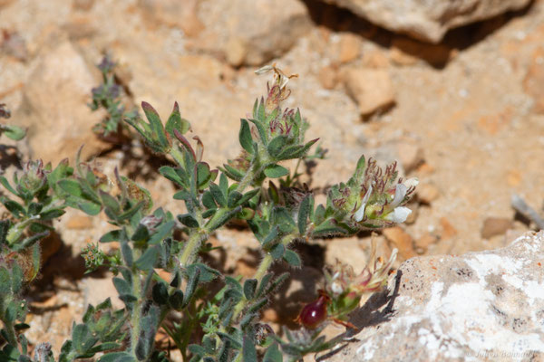 Pied de Coq — Lotus hirsutus L., 1753