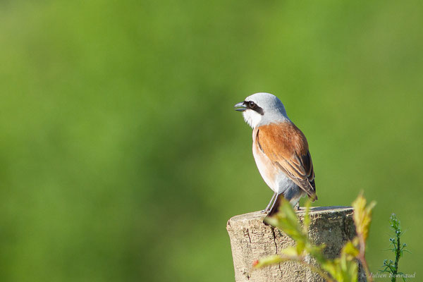 Pie-grièche écorcheur — Lanius collurio Linnaeus, 1758, (Ossun (65), France, le 31/05/2023)