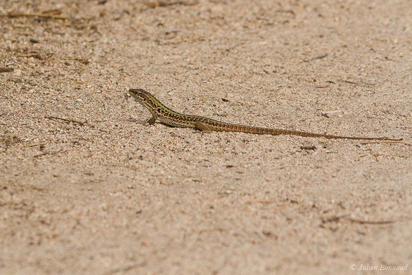 Lézard sicilien, Lézard des ruines — Podarcis siculus (Rafinesque-Schmaltz, 1810), (mâle adulte) (Poticcio (2A), France, le 01/09/2019)