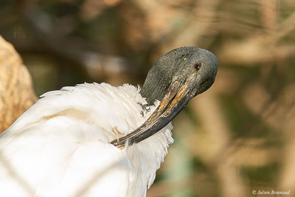 Ibis sacré — Threskiornis aethiopicus (Latham, 1790), (adulte) (Zoa-parc, Sanary-sur-Mer (83), France, le 22/12/2021)