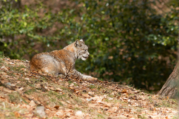 Lynx boréal – Lynx lynx (Linnaeus, 1758), (Parc faunistique Lacuniacha, Huesca, Espagne, le 09/02/2020)