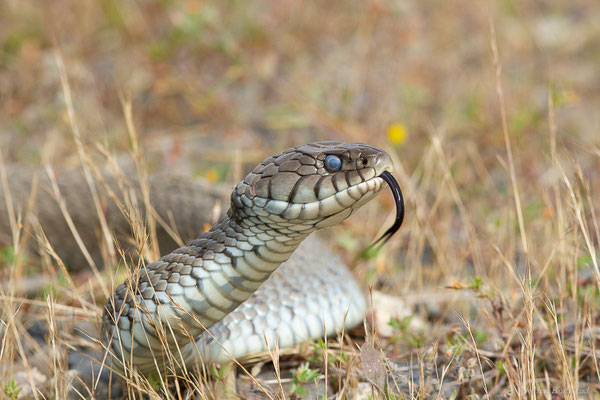 Couleuvre astreptophore — Natrix astreptophora (Seoane, 1884), (femelle adulte) (Mourenx (64), France, le 07/06/2023)