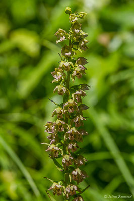 Épipactis à larges feuilles ou Elléborine à larges feuilles — Epipactis helleborine (L.) Crantz, 1769