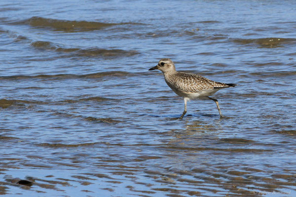 Pluvier argenté — Pluvialis squatarola (Linnaeus, 1758)