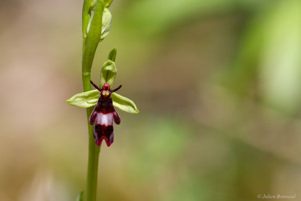 Ophrys mouche — Ophrys insectifera L., 1753
