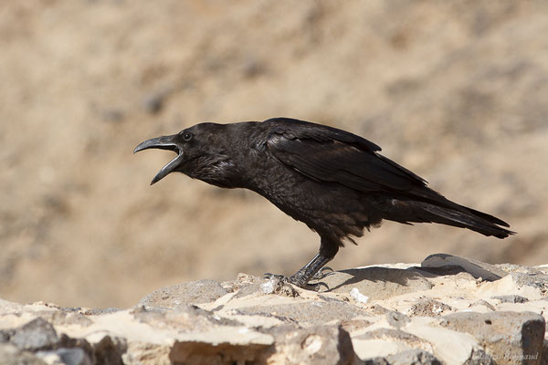Grand Corbeau — Corvus corax Linnaeus, 1758, (Esquinzo, Fuerteventura, (Iles Canaries, Espagne), le 14/02/2022)