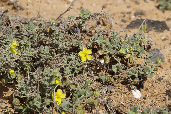 Hélianthème des Canaries — Helianthemum canariense (Jacq.) Pers., 1806