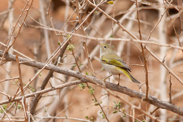 Pouillot de Bonelli — Phylloscopus bonelli (Vieillot, 1819), (Msseyed (Guelmim-Oued Noun), Maroc, le 29/01/2024)