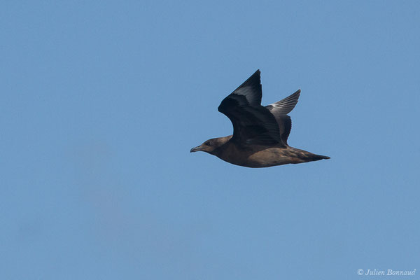 Grand Labbe – Stercorarius skua (Brünnich, 1764), (Saint-Jean-de-Luz (64), France, le 05/10/2019)