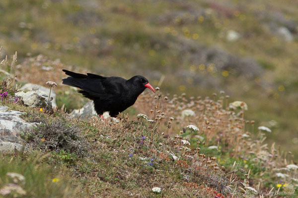 Crave à bec rouge — Pyrrhocorax pyrrhocorax (Linnaeus, 1758), (Pointe de Dinan, Crozon (29), France, le 08/07/2021)