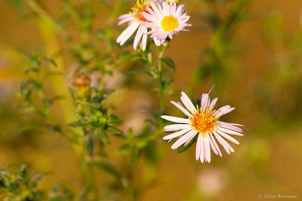 Aster de Virginie — Symphyotrichum novi-belgii (L.) G.L.Nesom, 1995, (Sanguinet (33), France, le 17/10/2022)