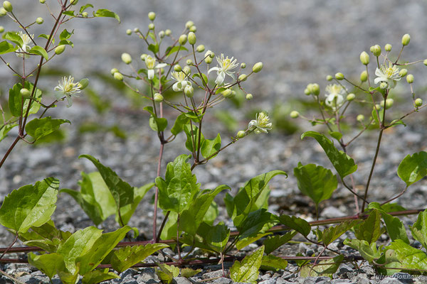 Clématite des haies — Clematis vitalba L., 1753