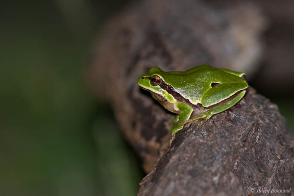 Rainette ibérique – Hyla molleri Bedriaga, 1889, (Tarnos (40), France, le 01/05/2021)