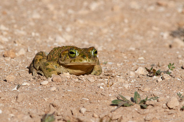 Crapaud vert africain — Bufotes boulengeri (Lataste, 1879)