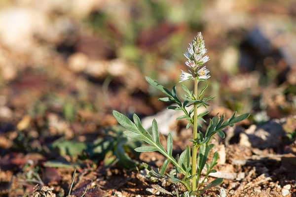 Réséda blanc — Reseda alba L., 1753, (Safi (Marrakech-Safi), Maroc, le 24/01/2023)