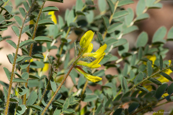 Astragalus caprinus subsp. caprinus L. — (Laazib (Guelmim-Oued Noun), Maroc, le 30/01/2023)