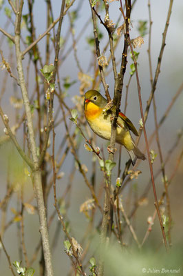 Léiothrix jaune – Leiothrix lutea (Scopoli, 1786) (Bordes (64), France, le 10/04/2018)