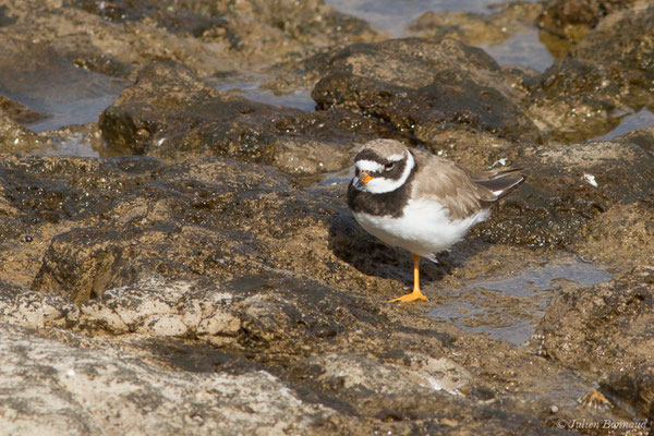 Grand Gravelot — Charadrius hiaticula Linnaeus, 1758, (Lisbonne, Portugal, le 27/08/2018)