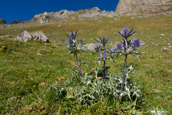 Panicaut de Bourgat (Eryngium bourgatii var. pyranaicum) (Lac d'Anglas, Gourette (64), France, le 30/09/2018)