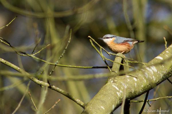 Sittelle torchepot (Sitta europaea) (Pontivy (56), France, le 12/02/2018)