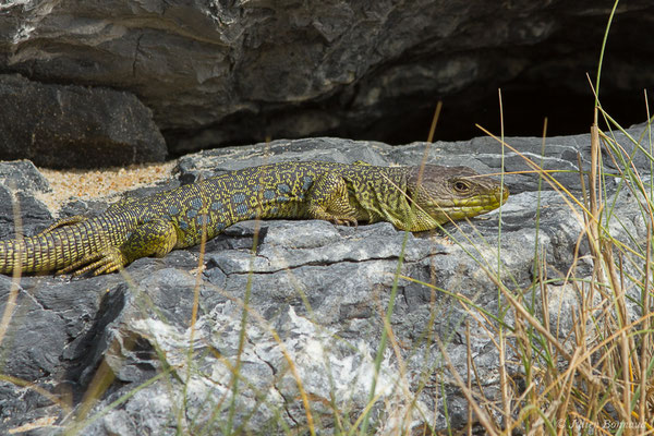 Lézard ocellé — Timon lepidus (Daudin, 1802)