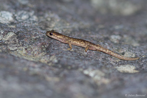 Euprocte de Corse – Euproctus montanus (Savi, 1838) (Asco (2B), France, le 10/09/2019)