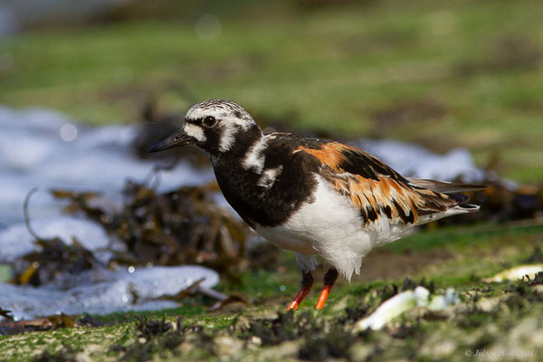Tournepierre à collier — Arenaria interpres (Linnaeus, 1758), (Anglet (64), France, le 10/08/2024)