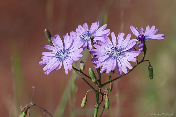 Laitue vivace — Lactuca perennis L., 1753, (Lac du Salagou, Clermont-l'Hérault (34), France, le 02/05/2025)