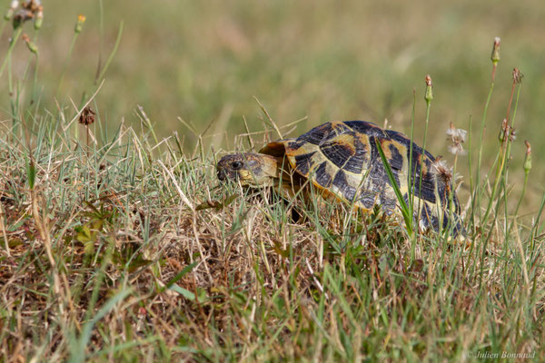 Tortue d'Hermann — Testudo hermanni (Gmelin, 1789), (animal captif)