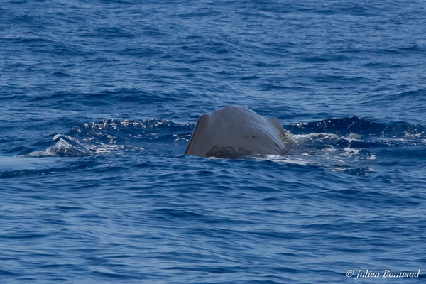 Cachalot, Cachalot macrocéphale ou Grand cachalot – Physeter macrocephalus Linnaeus, 1758, (au large de Deshaies, Basse-Terre le 22/05/2016)