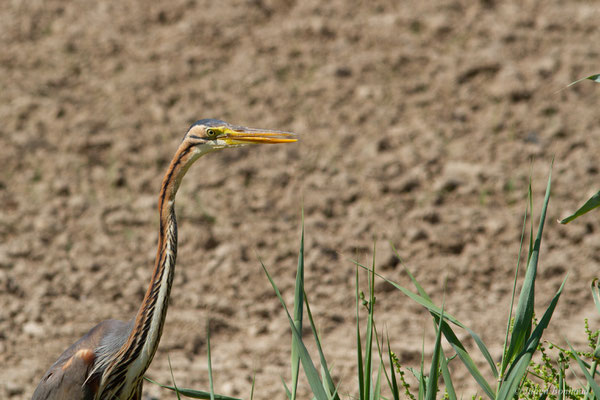 Héron pourpré — Ardea purpurea Linnaeus, 1766, (Parc Naturel du Delta de l'Ebre (Catalogne), Espagne, le 05/06/2022)