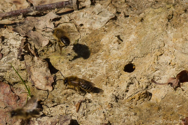 Collète lapin – Colletes cunicularius (Linnaeus, 1761), (Uzeins (64), France, le 16/02/2019)