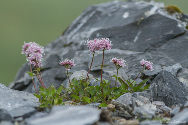 Valériane à feuilles de Globulaire — Valeriana apula Pourr., 1788, (Station de ski de Gourette, Eaux Bonnes (65), France, le 15/06/2020)