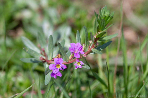 Lythrum faux jonc — Lythrum junceum Banks & Sol., 1794