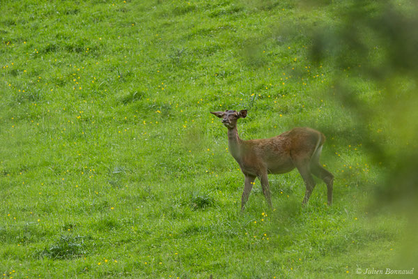 Cerf élaphe – Cervus elaphus Linnaeus, 1758, (Hameau du Plan, Saint-Béat (31), France, le 05/06/2018)
