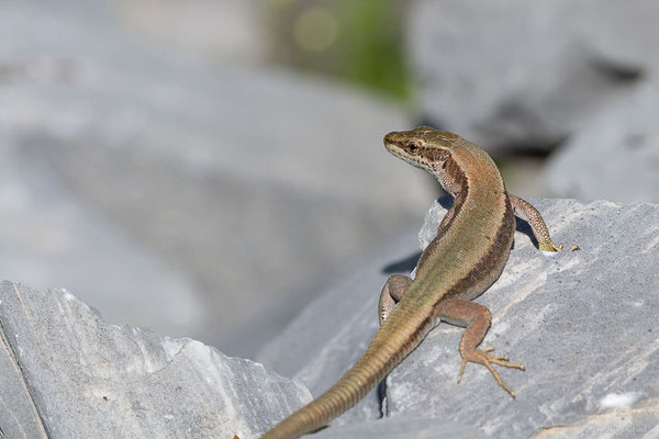 Lézard de Bonnal — Iberalacerta bonnali (Lantz, 1927),  (Station de ski de Gourette, Eaux-Bonnes, 22/07/2022)