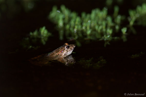 Discoglosse sarde — Discoglossus sardus Tschudi in Otth, 1837