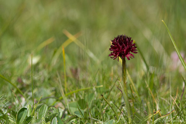 Nigritelle d'Autriche — Gymnadenia nigra subsp. austriaca (Teppner & E.Klein) Teppner & E.Klein, 1998