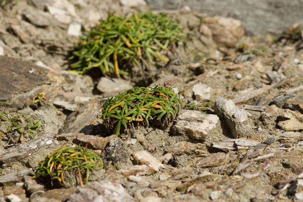 Plantain maritime — Plantago maritima L., 1753, (Bidart (64), France, le 09/11/2018)